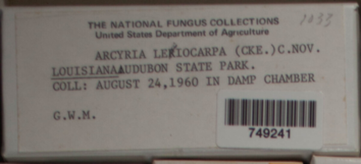 Arcyria leiocarpa image